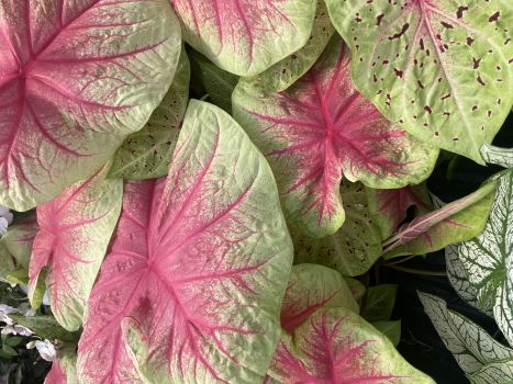 Mint Julep Caladiums in 3.5" Pots